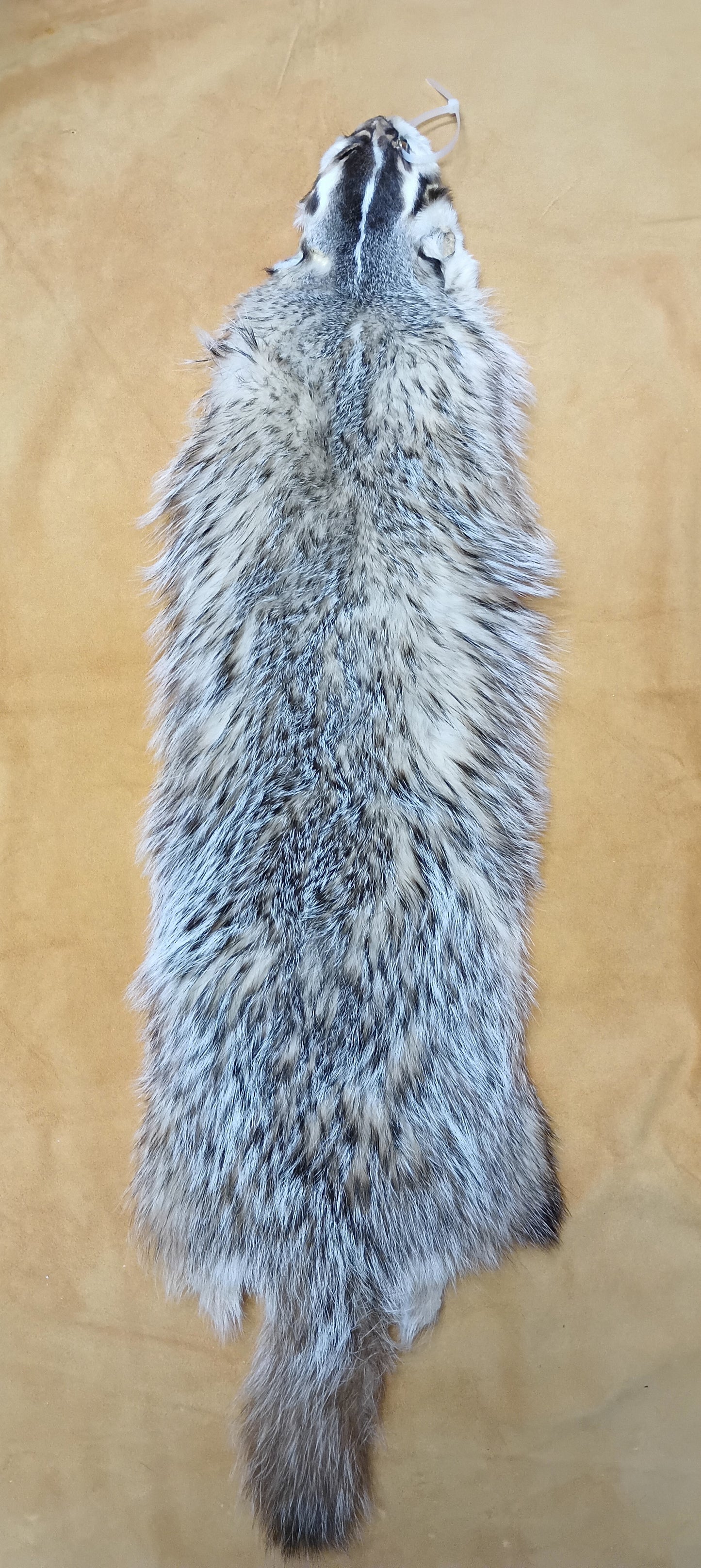 Badger Pelt
