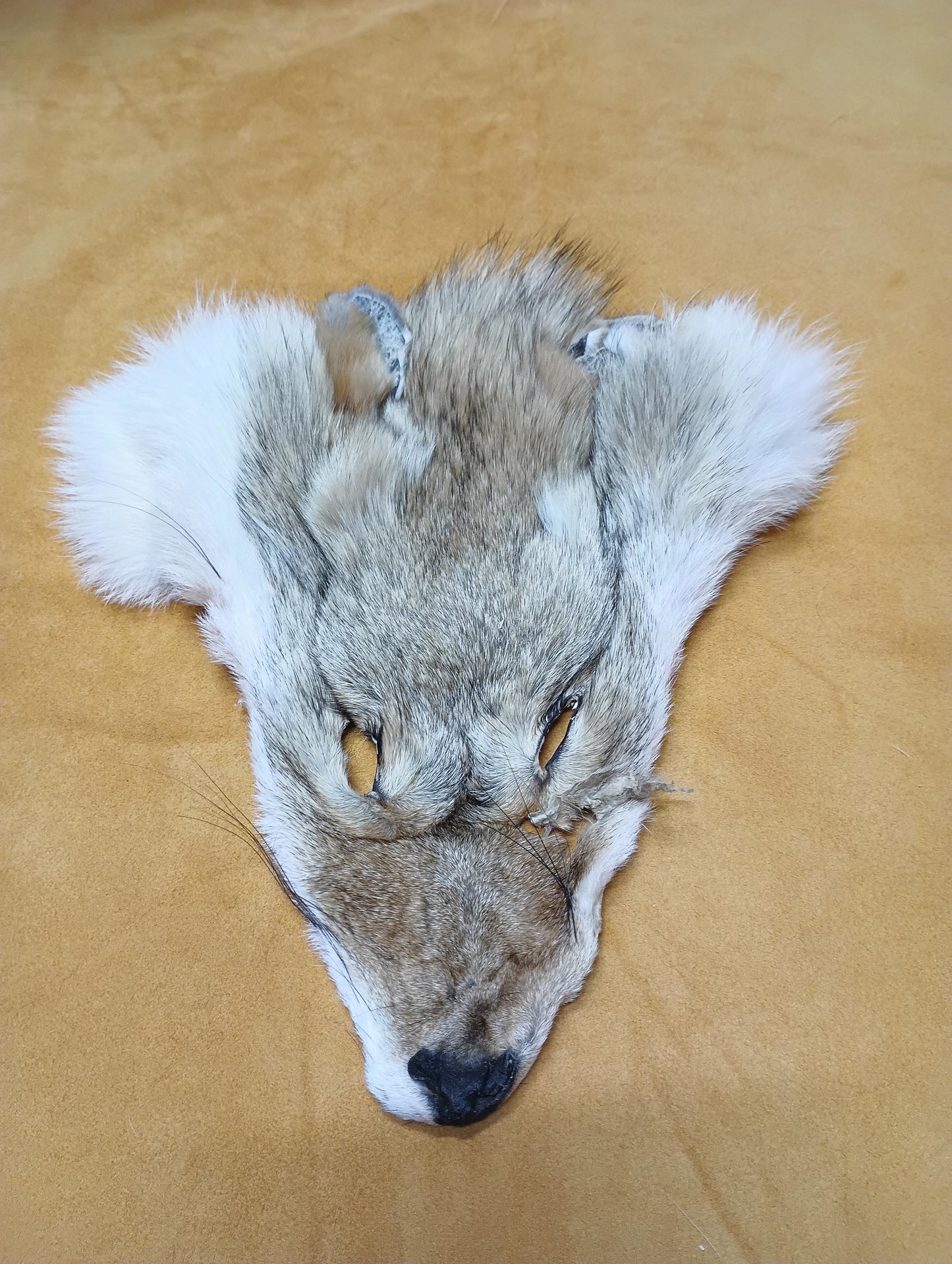 Coyote Face