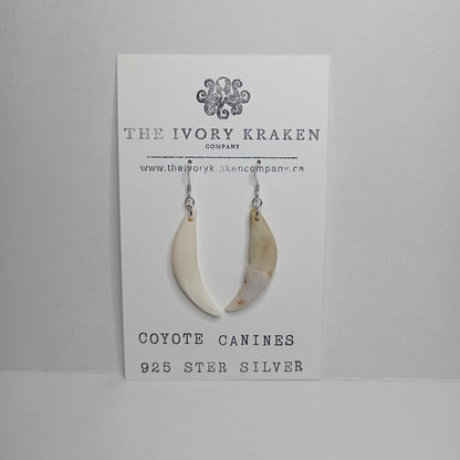 Coyote Canines - A-04 - 925 sterling silver
