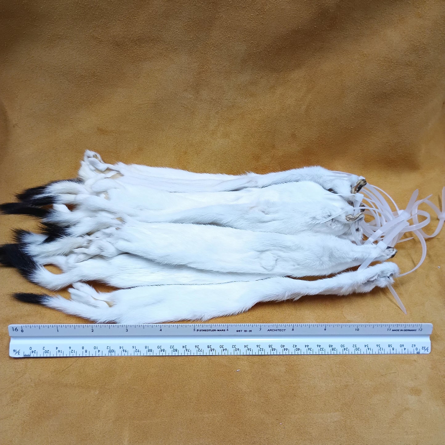 Ermine - Fur Pelt 12"