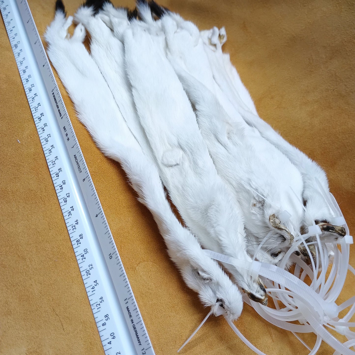 Ermine - Fur Pelt 12"