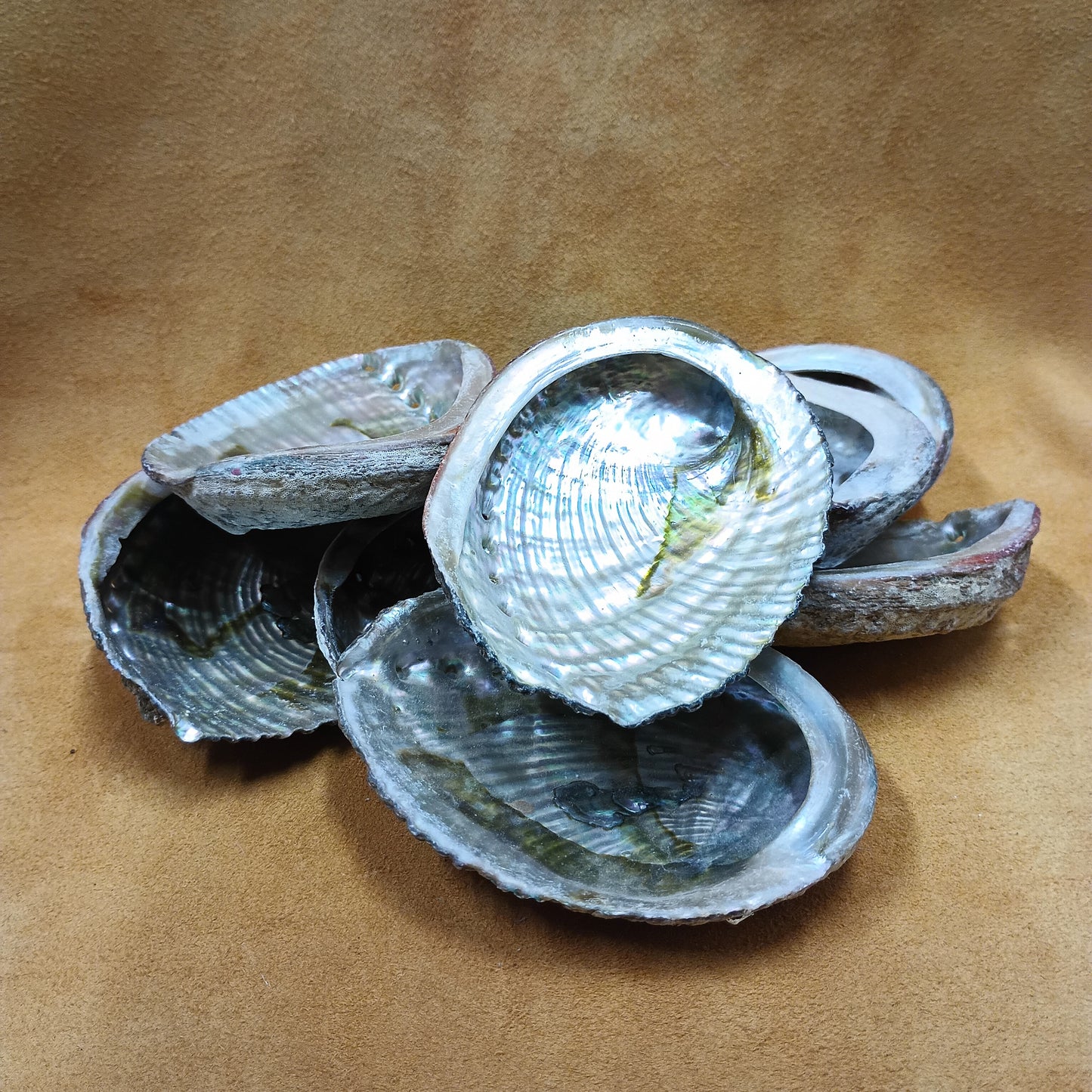 Abalone Shells - 3" to 4" size