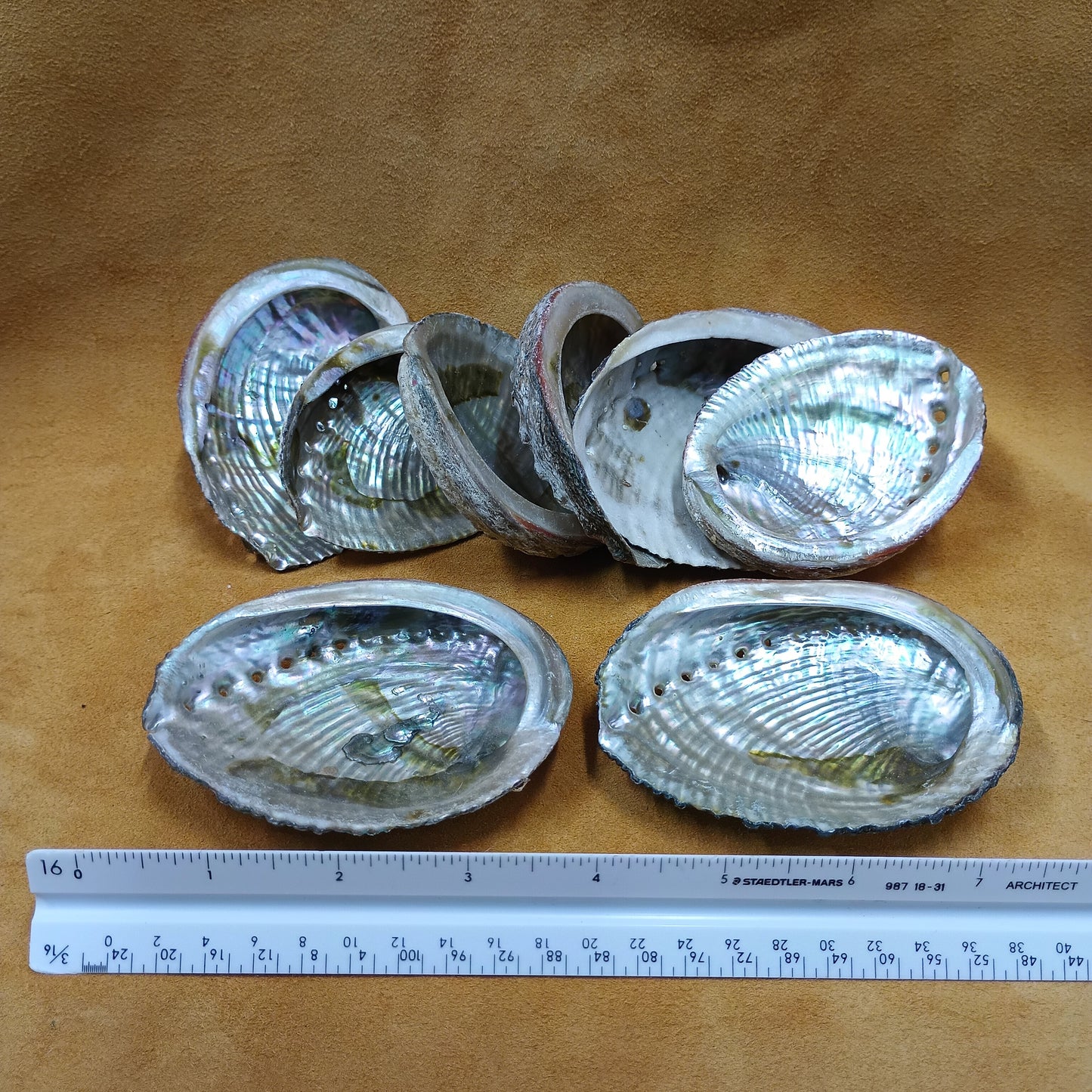 Abalone Shells - 3" to 4" size