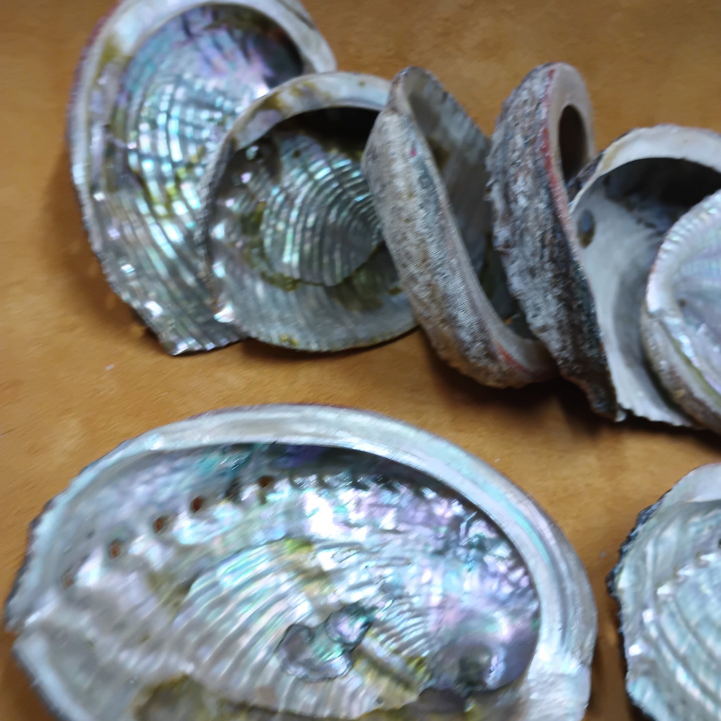 Abalone Shells - 3" to 4" size