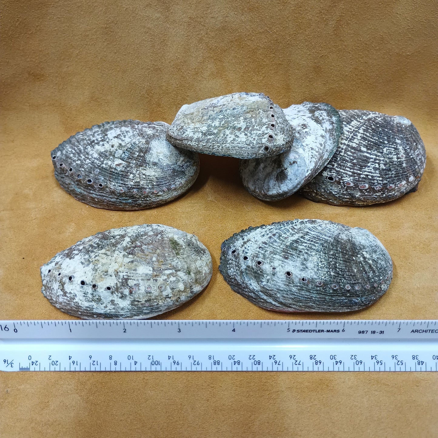 Abalone Shells - 3" to 4" size