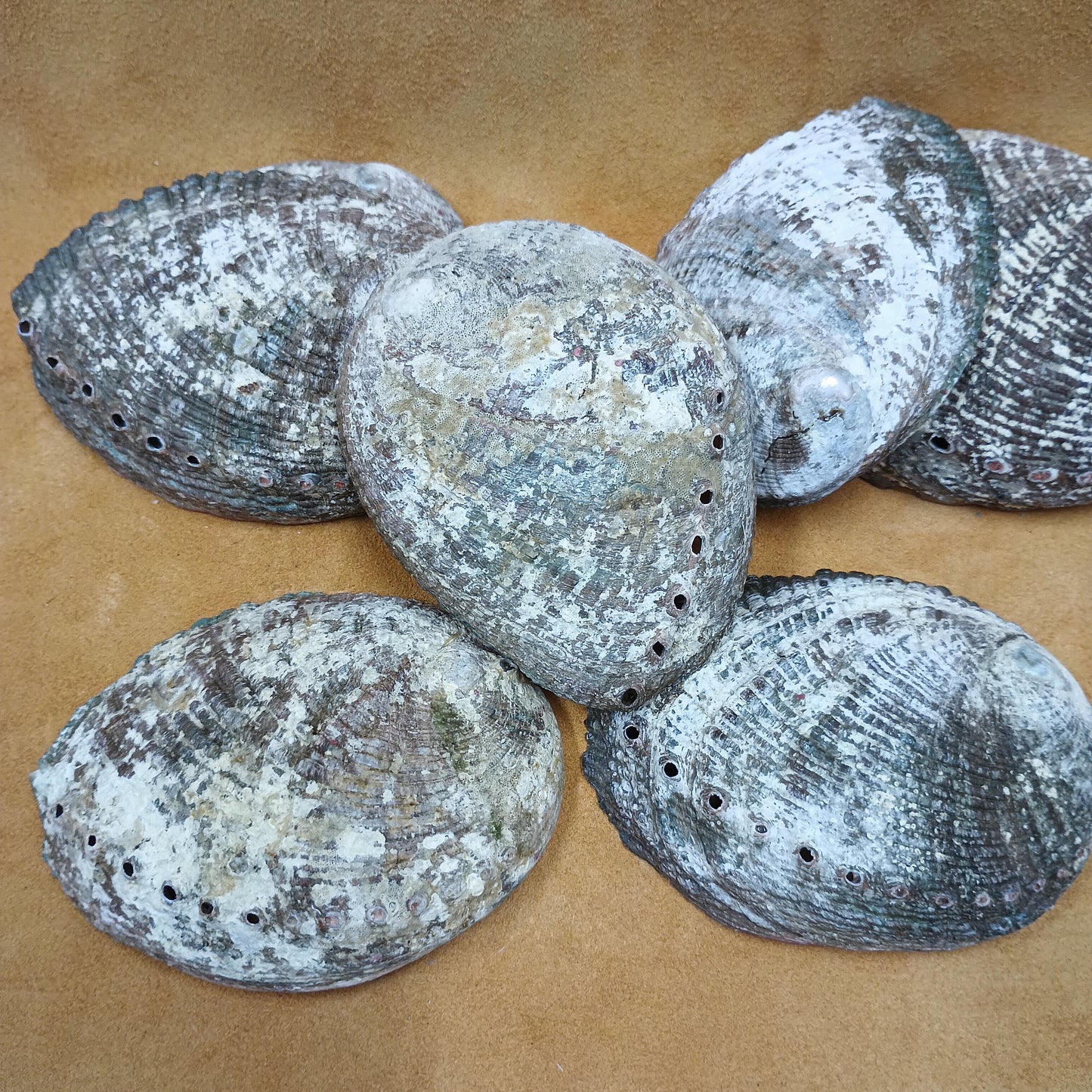 Abalone Shells - 3" to 4" size