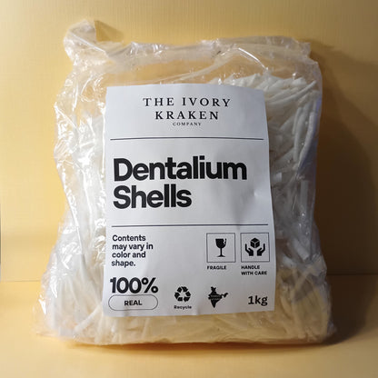 Dentalium (1.5"-2") - 1kg