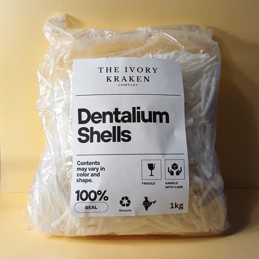 Dentalium (1.5"-2") - 1kg