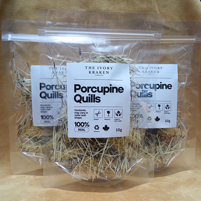 Porcupine Quills (2") - 10 grams