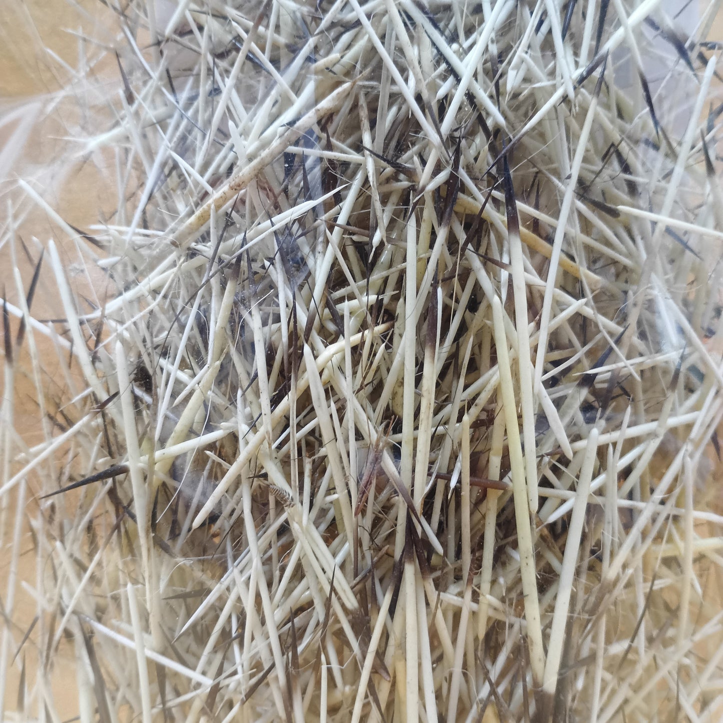 Porcupine Quills (2") - 10 grams