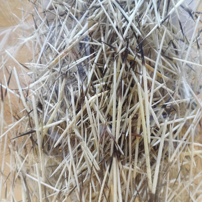 Porcupine Quills (2") - 10 grams