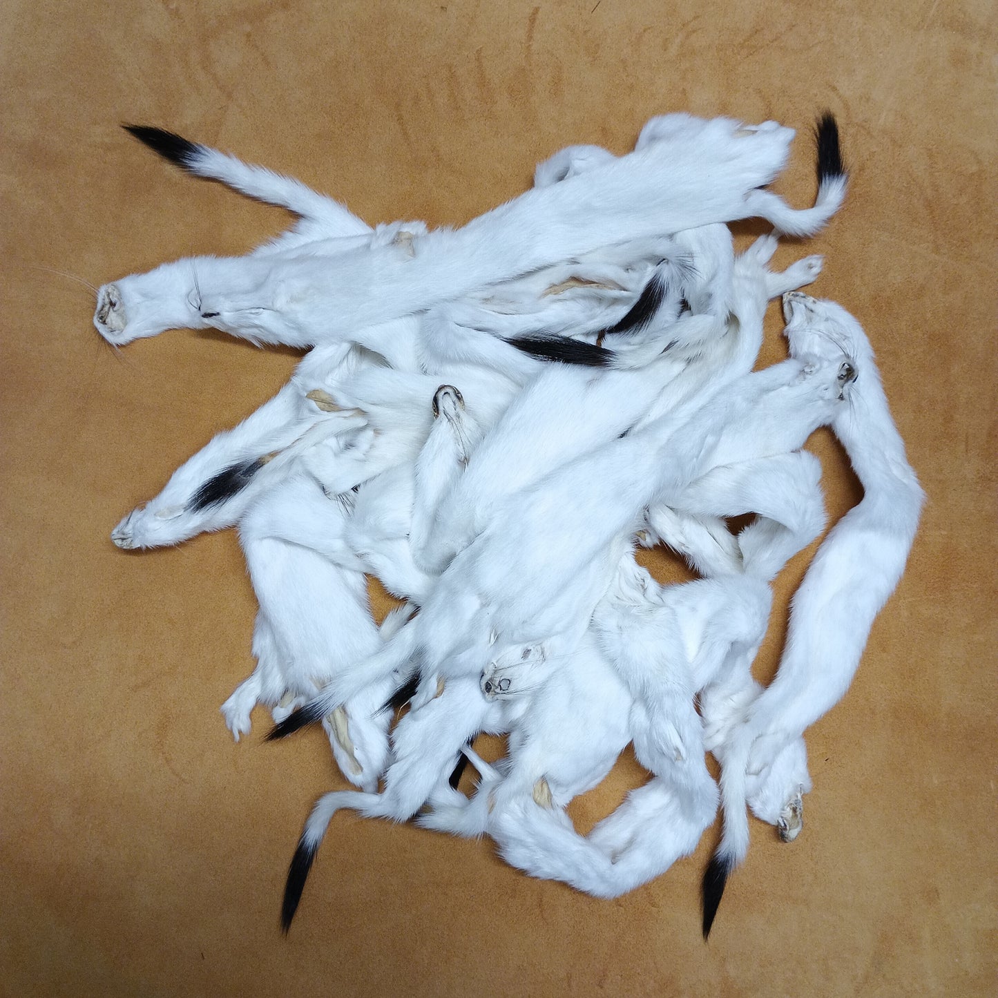 Ermine - Fur Pelt 12"