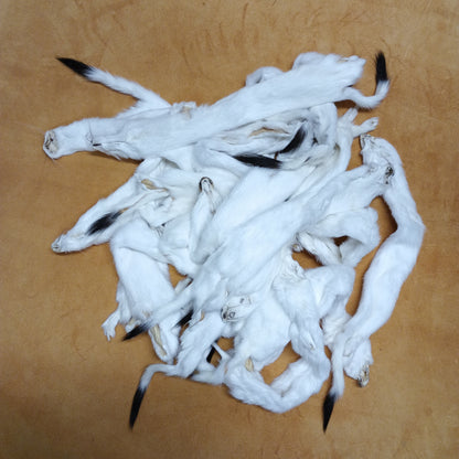 Ermine - Fur Pelt 12"