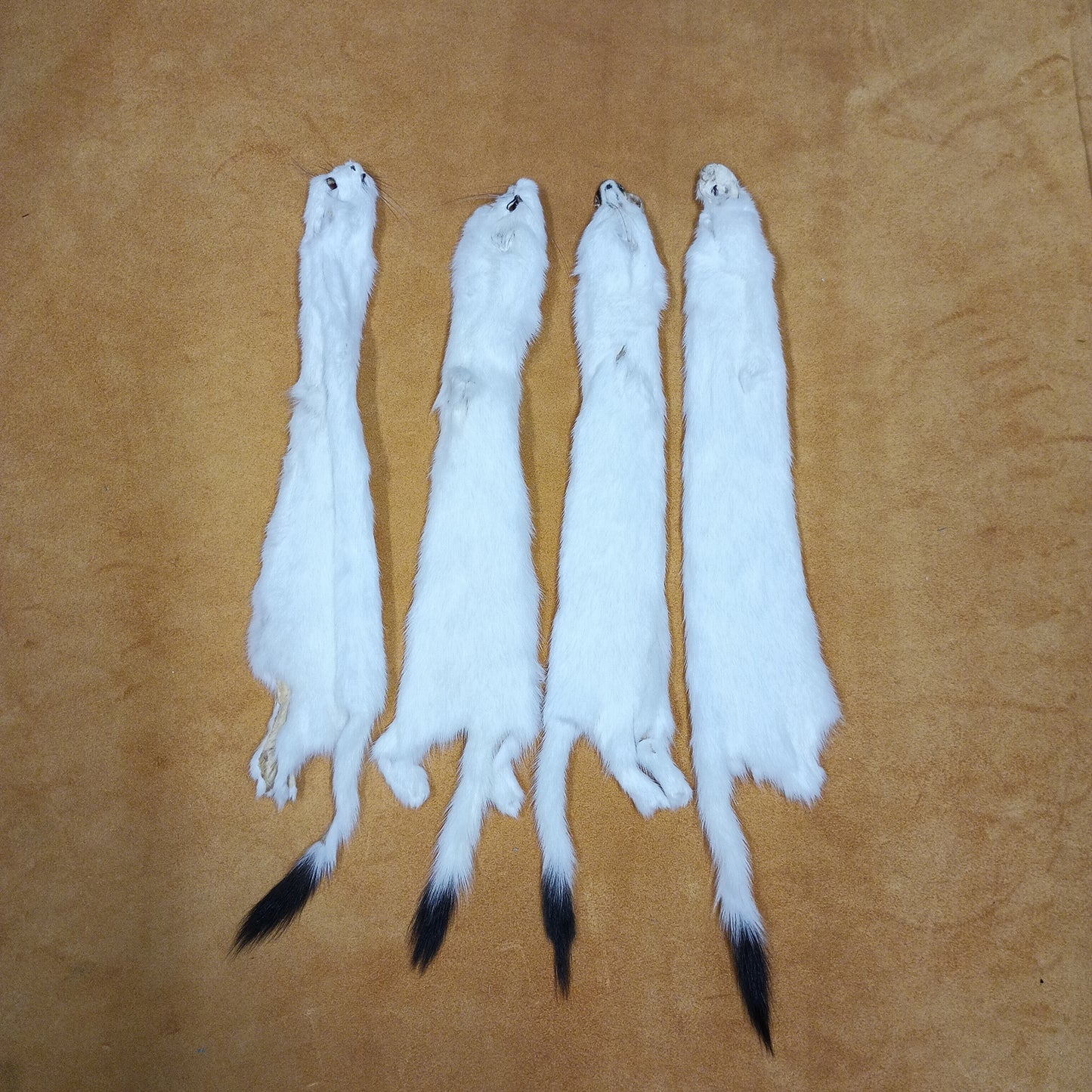 Ermine - Fur Pelt 12"