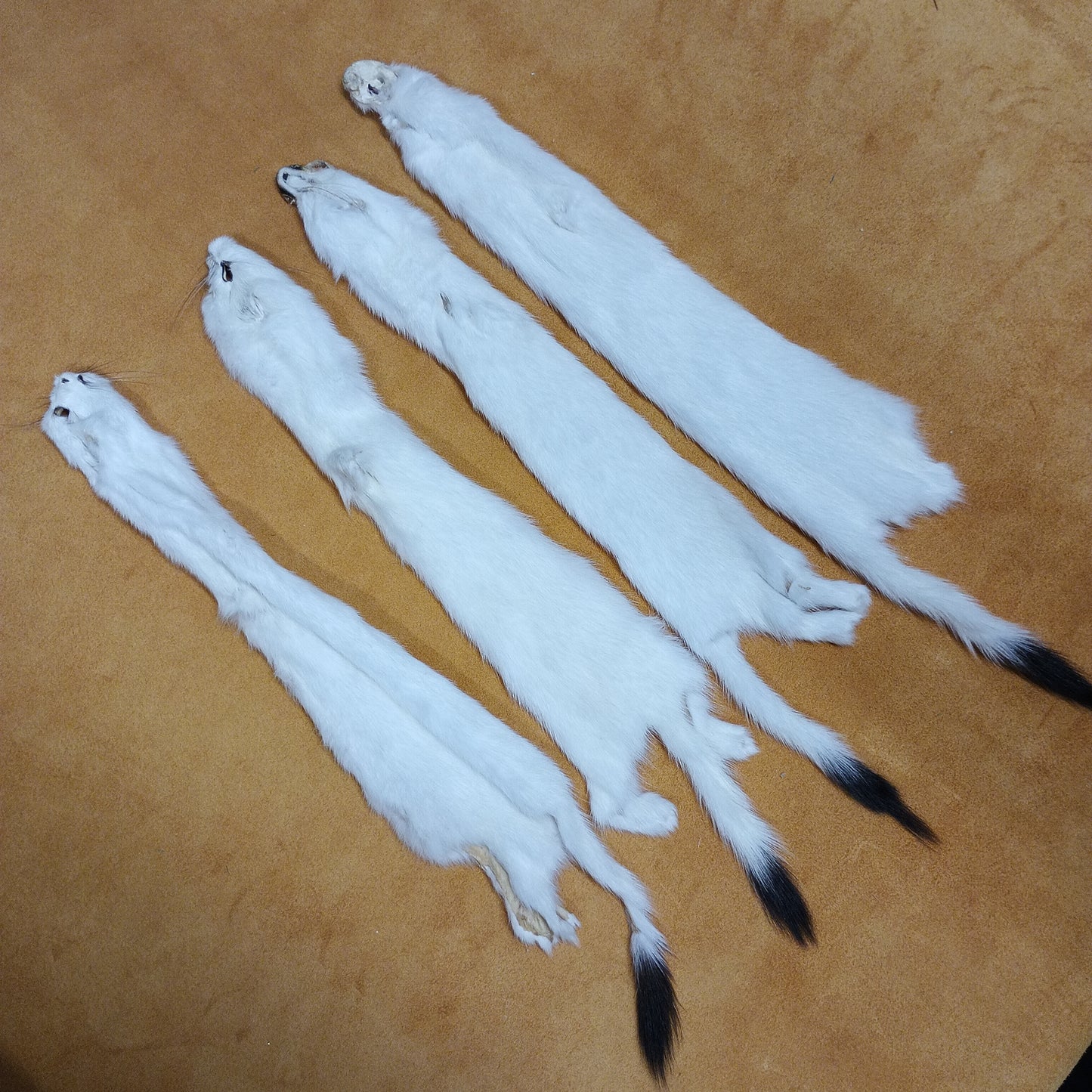 Ermine - Fur Pelt 12"