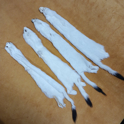 Ermine - Fur Pelt 12"
