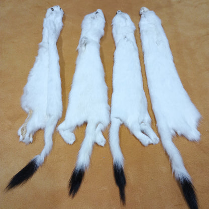 Ermine - Fur Pelt 12"