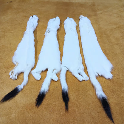 Ermine - Fur Pelt 12"